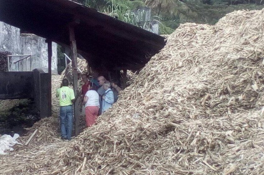 Full-Day Tour: Concord Waterfall, Chocolate Factory, Rum Distillery, Grand Etang 4