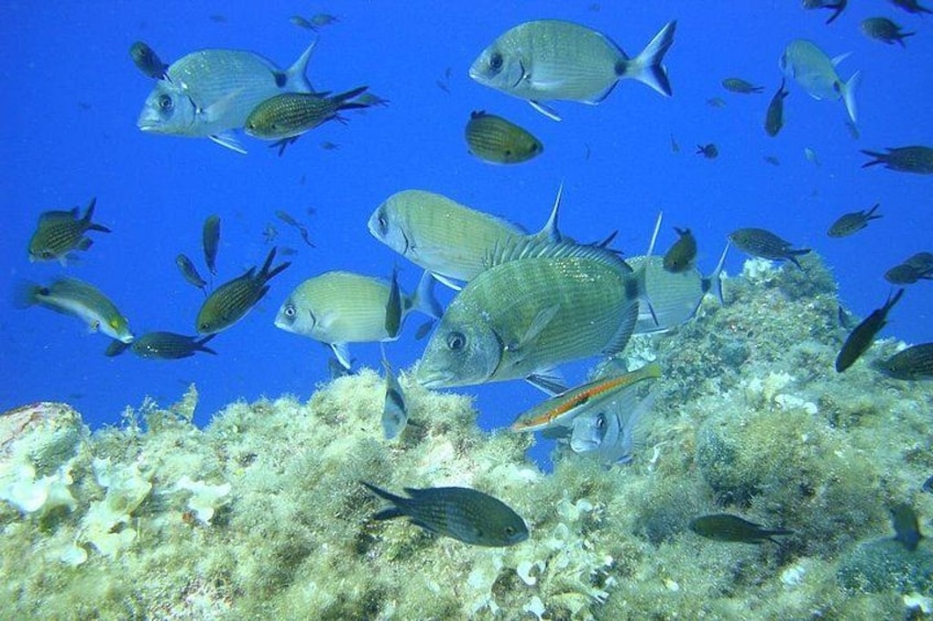 A school of fish swimming near a coral reef. 2