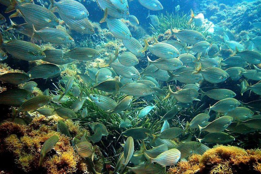 A school of fish swimming among coral and seaweed. 3