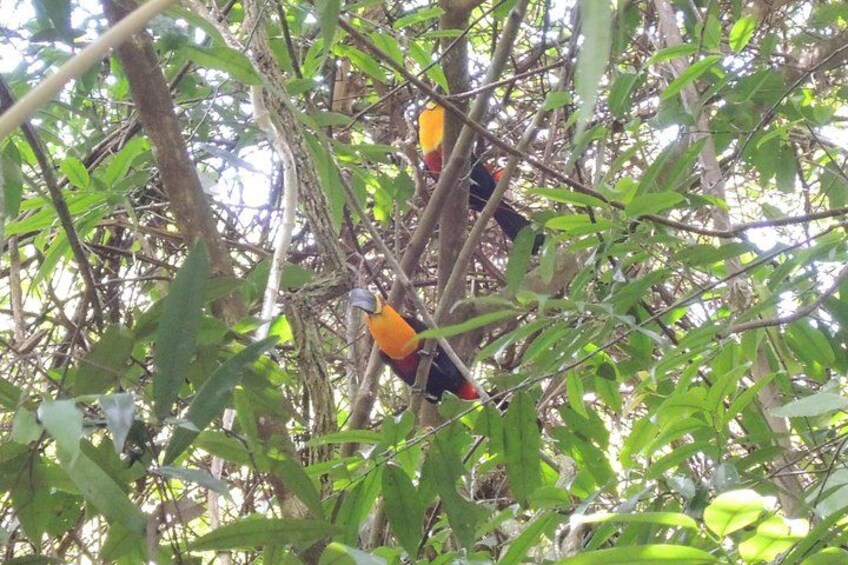 Bird watching in Rio by Luis Darin 4
