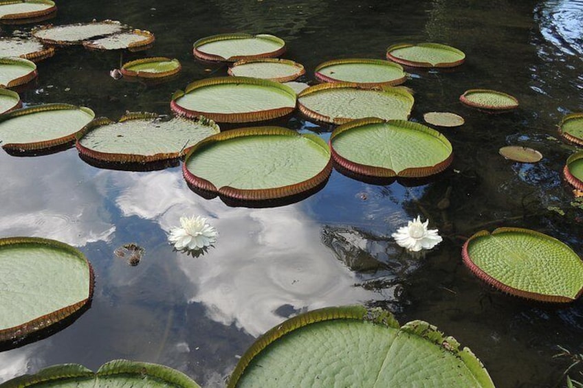 Rio Botanical Gardens by Luis Darin 2