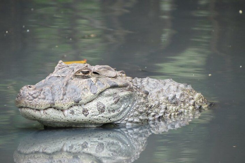 Wildlife in Rio by Luis Darin 5