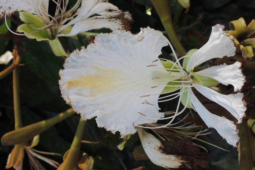 Een witte bloem met een gele kern en bruine randen, omringd door groene bladeren en stelen. 5