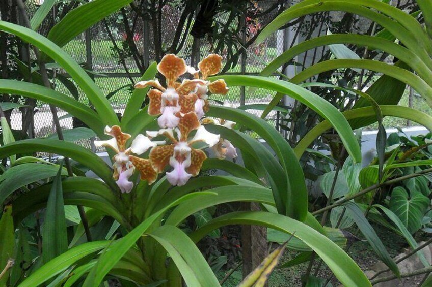 Rio Botanical Gardens by Luis Darin 4