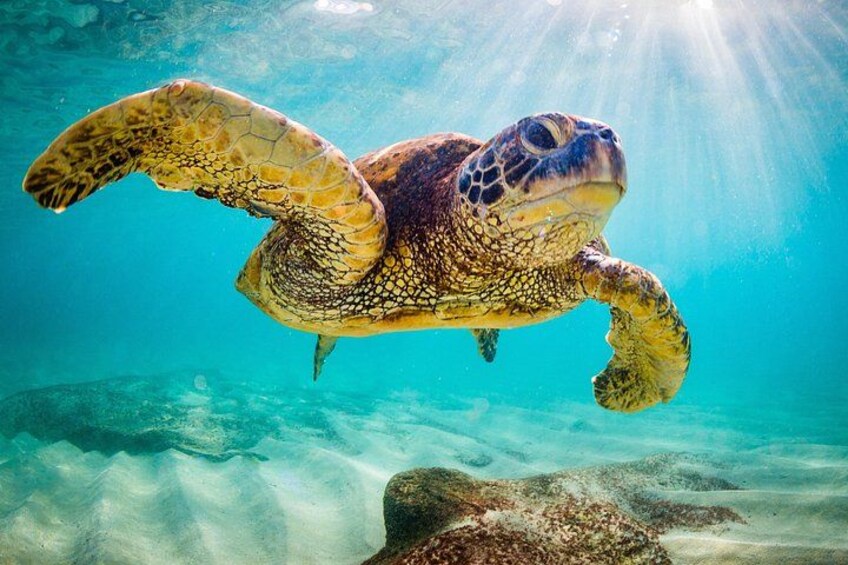 Swim with Turtles 3