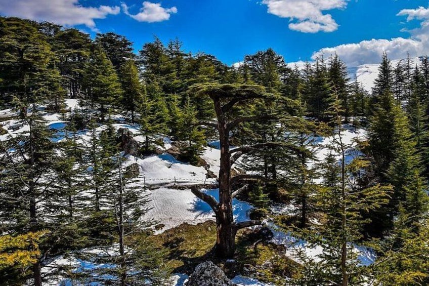 Cedars during Winter 1
