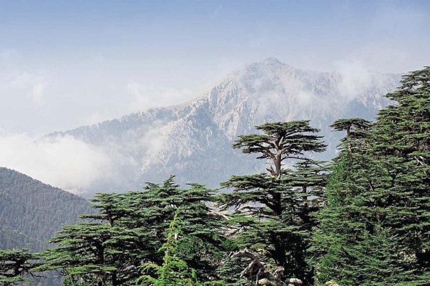 Cedars of Lebanon, Qozhaya, & Bcharreh - With Lunch 2
