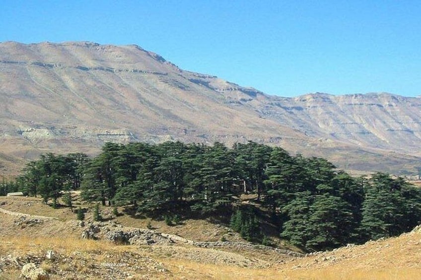 Cedars 4