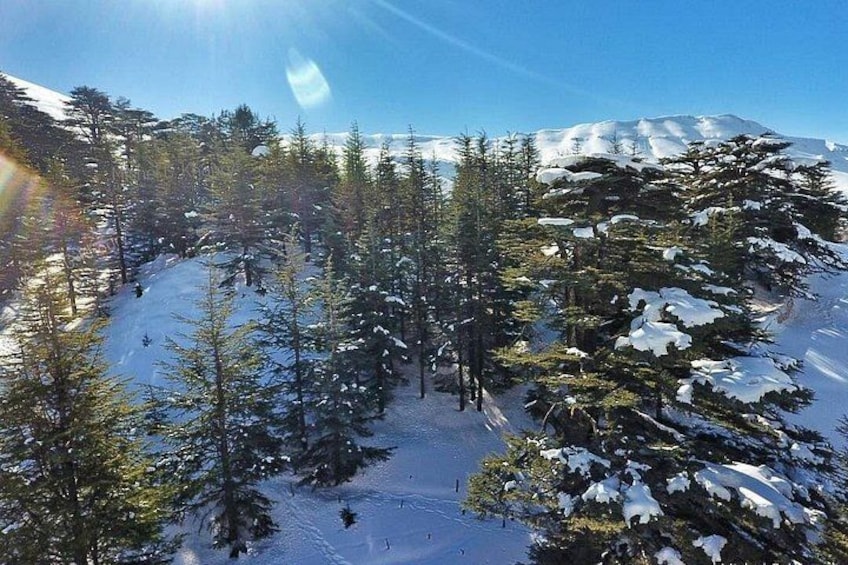 Cedars Forest 5