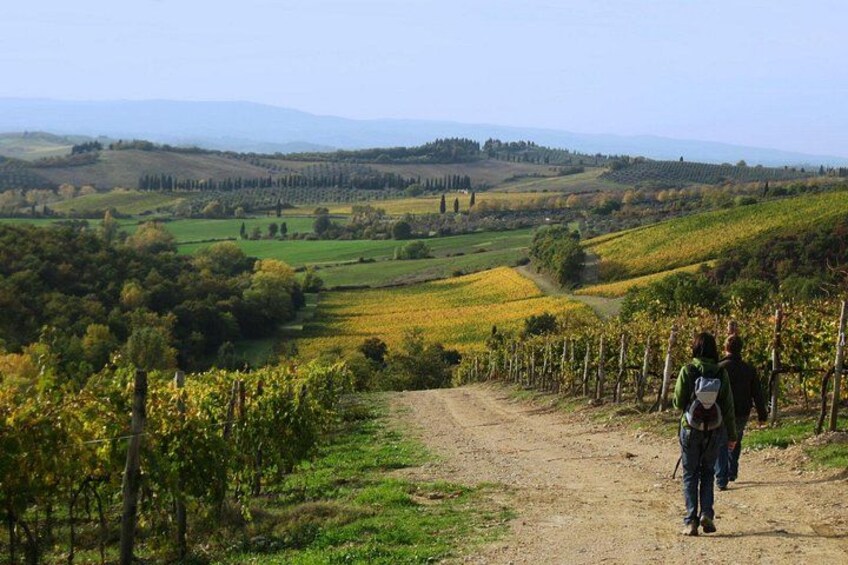 Tuscany Hiking Tour from Siena Including Wine Tasting 1