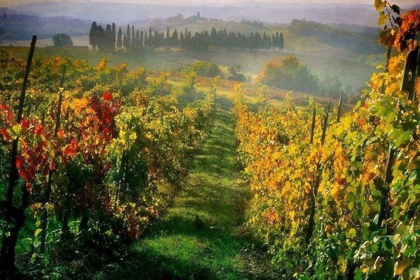 Tuscany Hiking Tour from Siena Including Wine Tasting 2