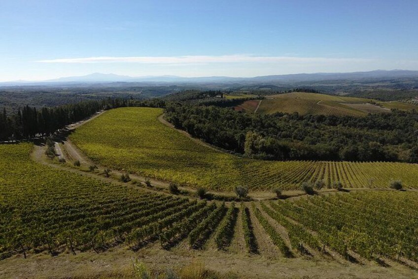 Un vignoble avec des rangées de vignes, des collines ondoyantes et un ciel dégagé. 4