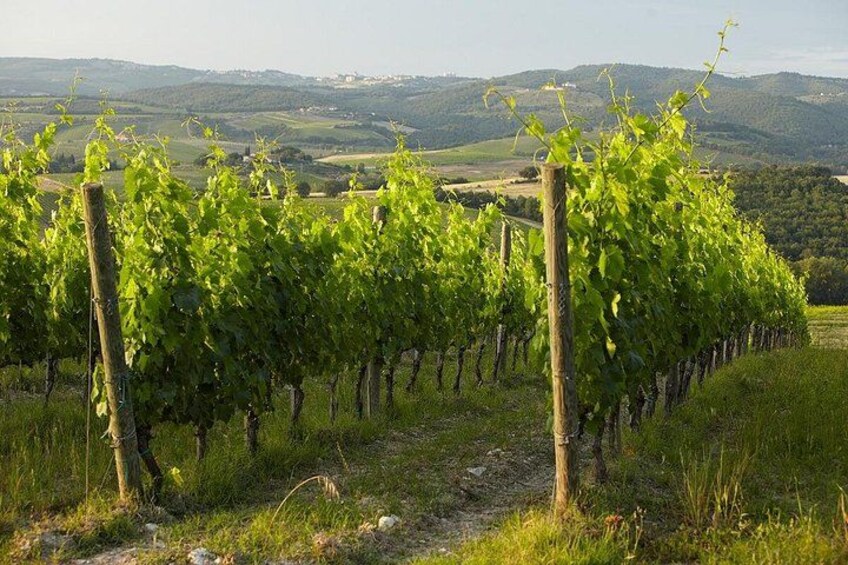 Un vignoble avec des rangées de vignes. 5