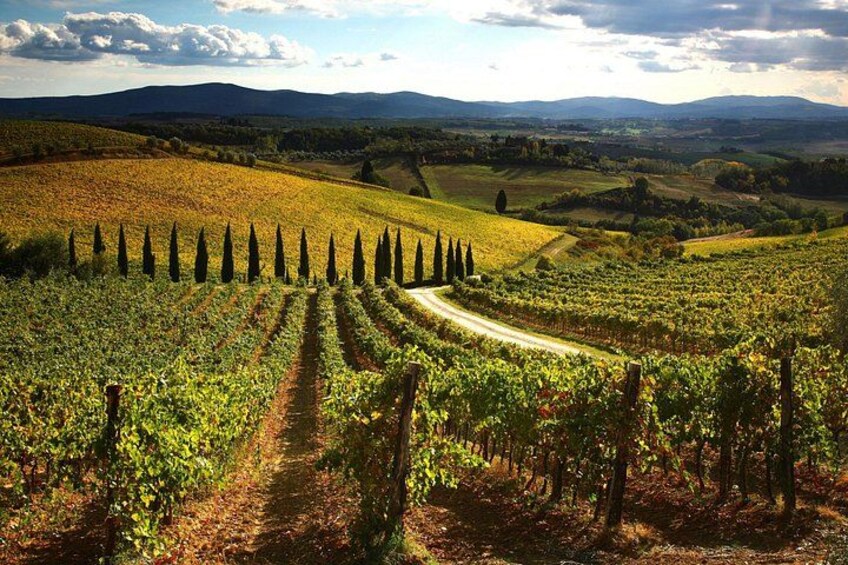 Un vignoble avec des rangées de vignes, un chemin de terre et des collines à l’horizon. 1