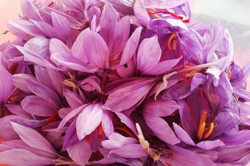 A cluster of purple flowers with visible stamens and petals. 5