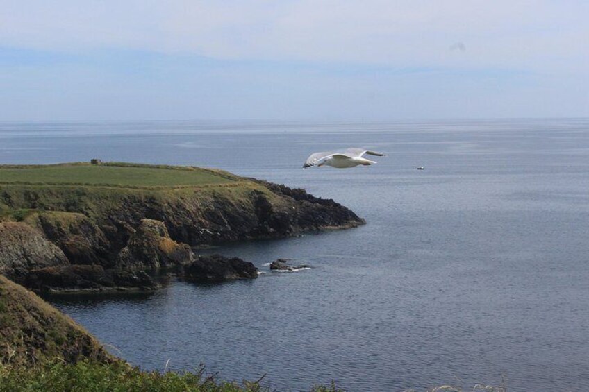 A coastal landscape with rocky cliffs, calm sea, and a seagull flying over the water. 1