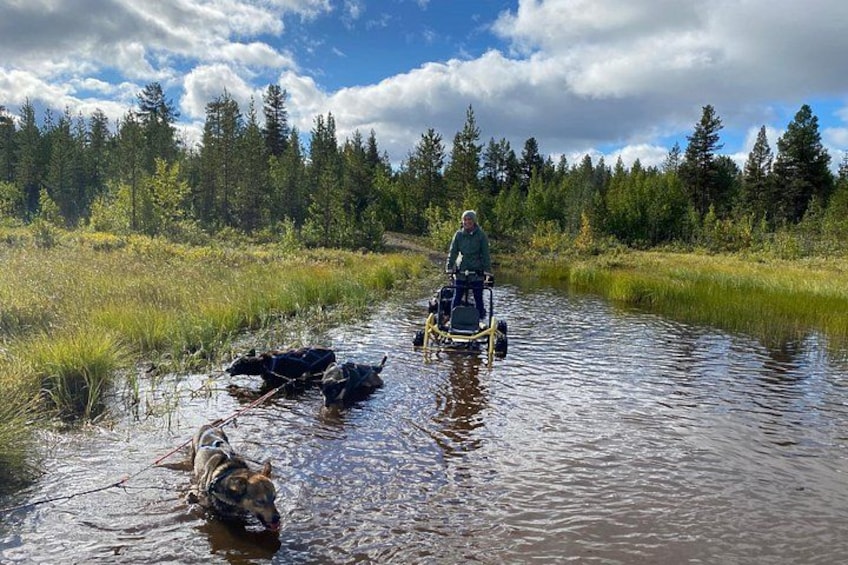 Autumn Husky Sit and Drive Cart Tour from Kiruna 2