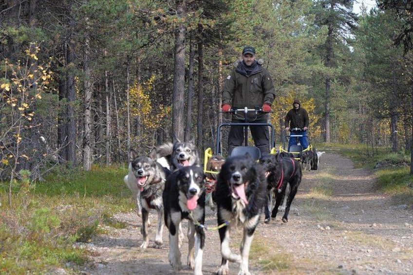 Una persona arrastra un trineo tirado por perros por un sendero en el bosque. 1