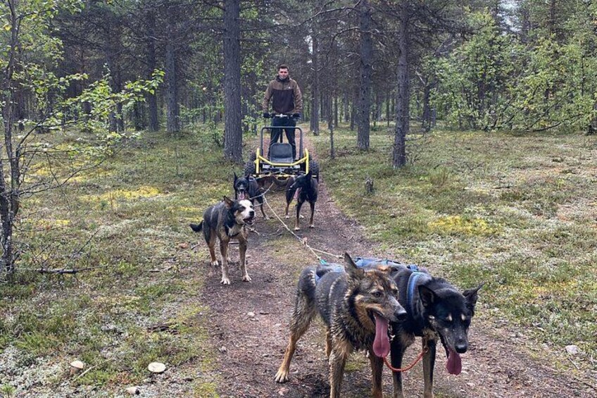 Una persona deslizándose en un trineo tirado por dos perros en un sendero boscoso. 3