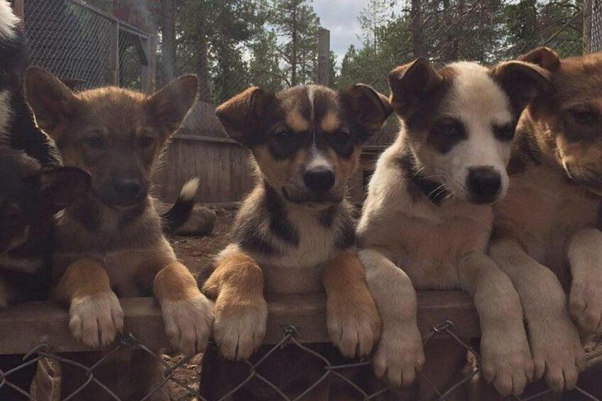 Tres perros sentados en una valla. 5