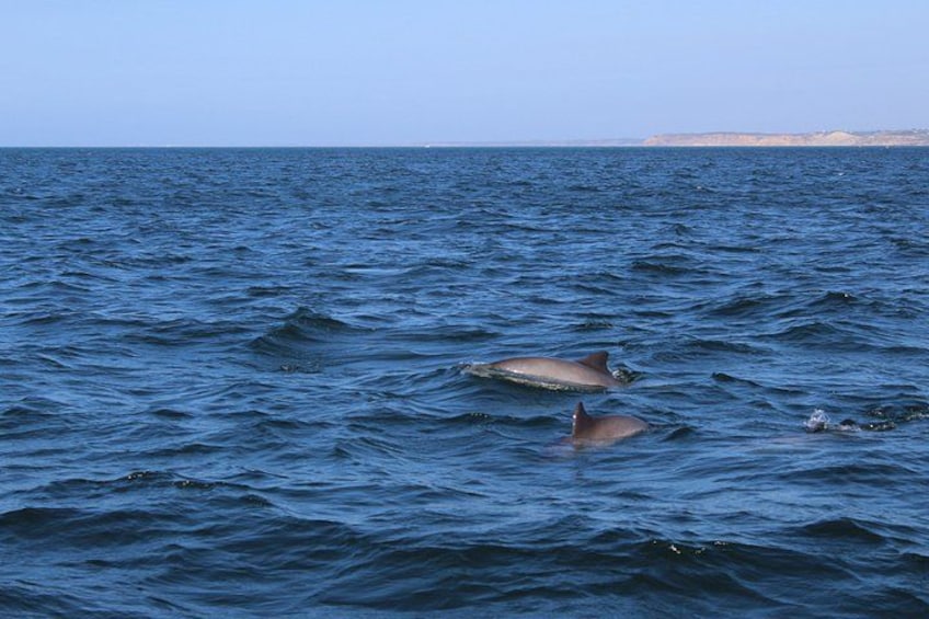 Un mar tranquilo con dos delfines nadando. 3
