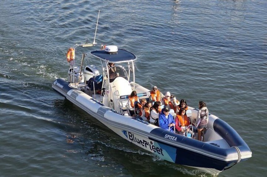 Biologist guided dolphin watching safari 2
