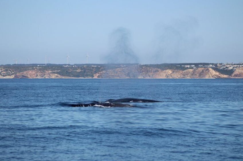 Biologist guided dolphin watching safari 3