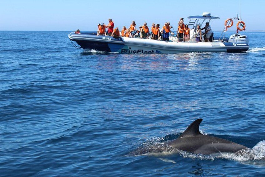 Un bote con personas que llevan chalecos salvavidas anaranjados, un delfín y agua azul cristalina. 2