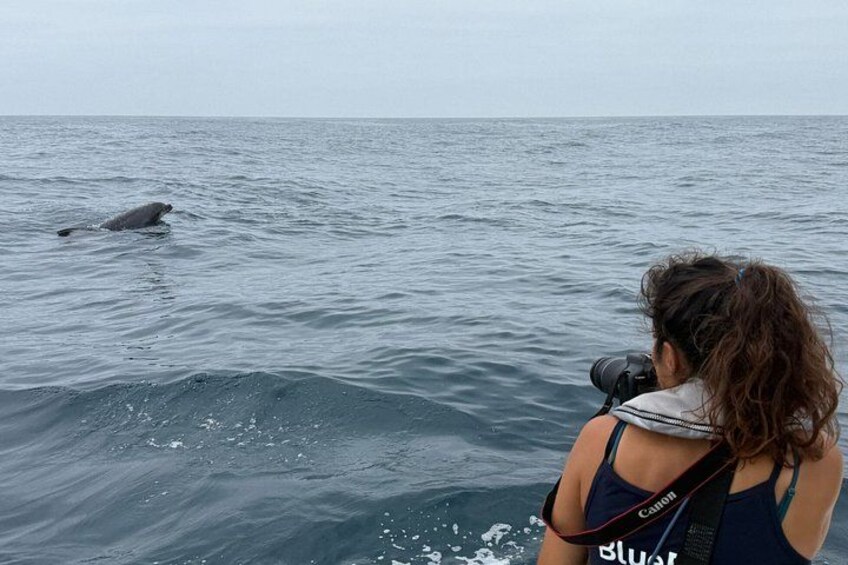 Biologist guided dolphin watching safari 3