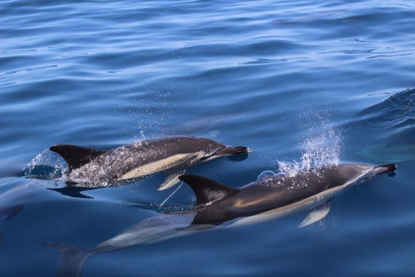 Biologist guided dolphin watching safari 1