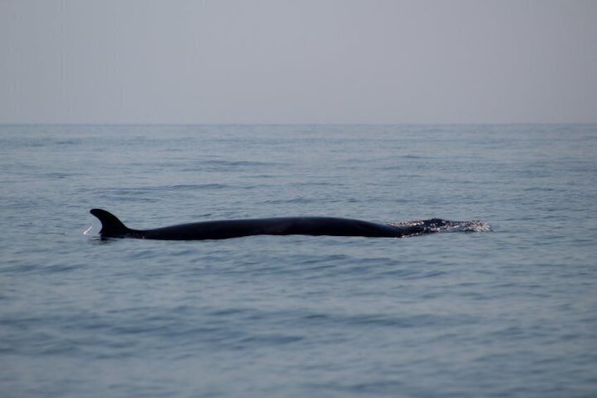 Biologist guided dolphin watching safari 4