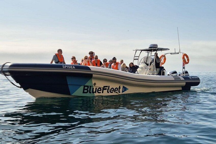 Biologist guided dolphin watching safari 4