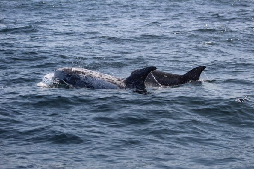 Biologist guided dolphin watching safari 5