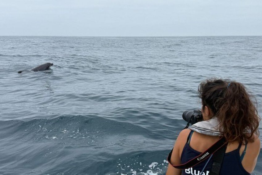 Biologist guided dolphin watching safari 2