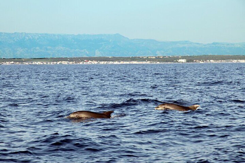 Two dolphins swimming in the ocean with a mountainous coastline in the background. 4