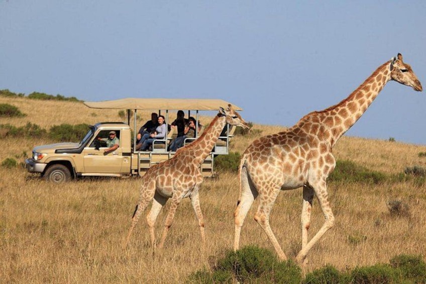 A safari vehicle with passengers and two giraffes walking in a grassy field. 1