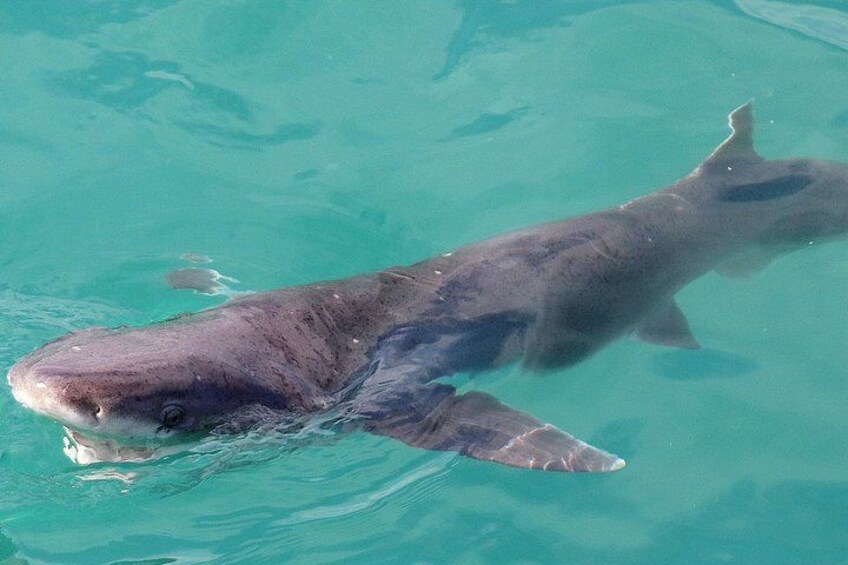 Broadnose Sevengill Shark 2