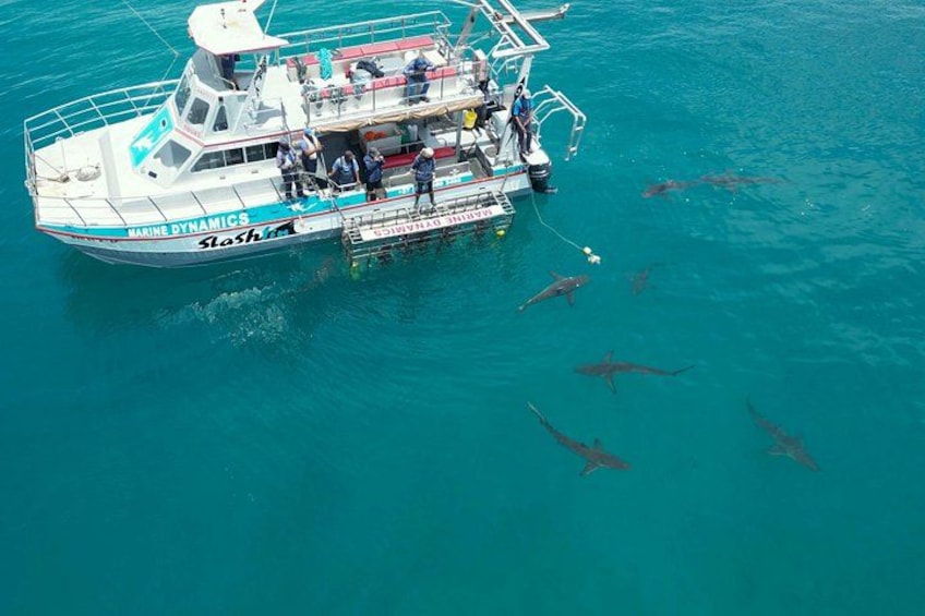 Bronze Whaler Sharks at our vessel, Slashfin 2
