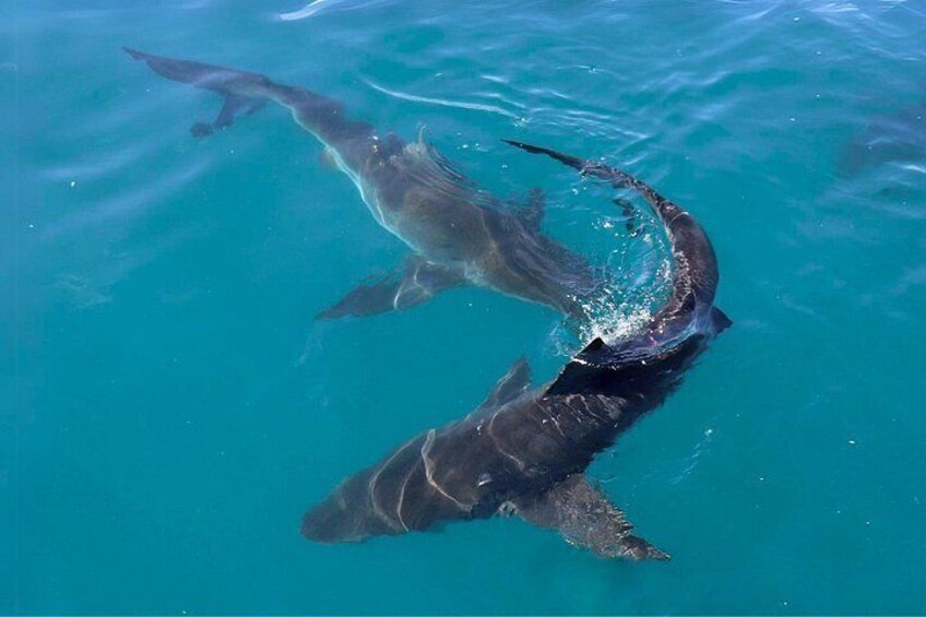 Two sharks swimming in clear blue water. 4