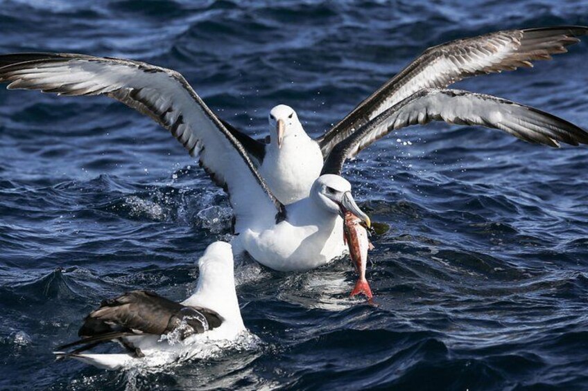 Beautiful pelagic bird encounters 3