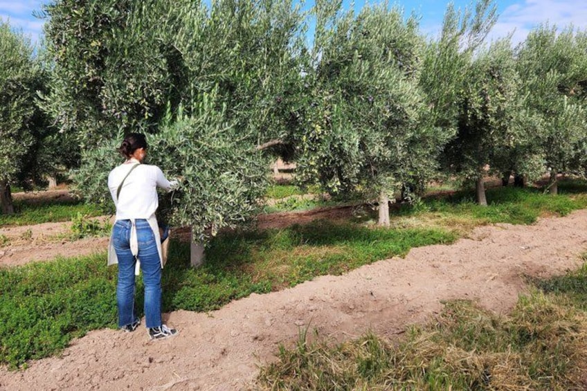 Wine-Tasting Tour from Maipú Mendoza Including Trapiche Winery 2