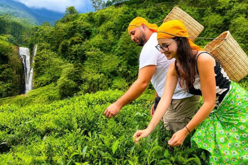 Dos personas cosechando hojas de té en un campo verde exuberante, con una cascada al fondo. 1