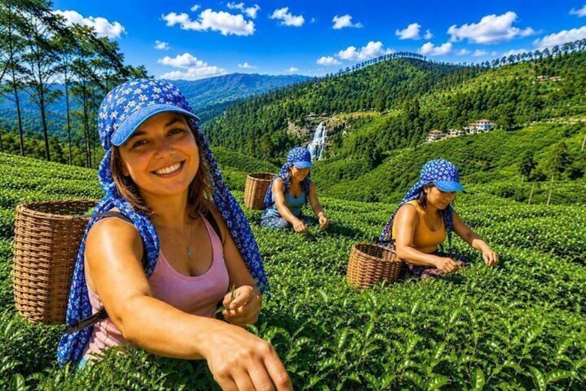 Nuwara Eilya Day Tour 2