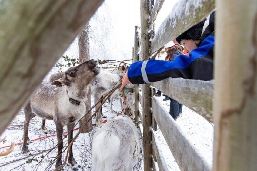 Eine Person füttert Rentiere durch einen hölzernen Zaun in verschneiter Winterlandschaft. 3