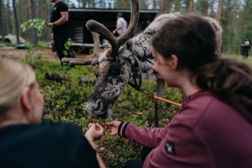 A person feeding a reindeer in a forested area with a wooden structure in the background. 5