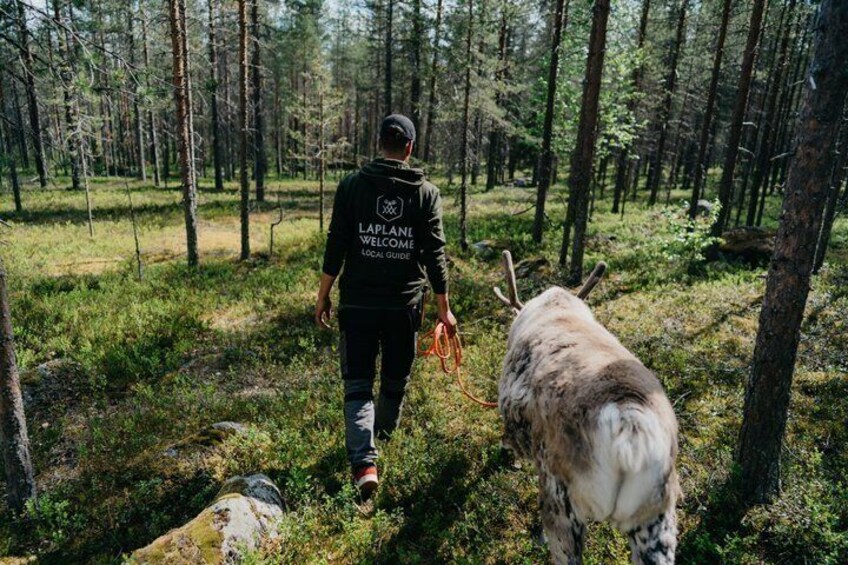 A person walking a reindeer in a forest. 2
