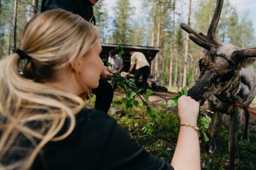 A person feeding a donkey in a forested area. 4