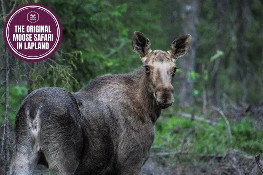 Moose Safari with Experienced Local Guide - Rovaniemi 4