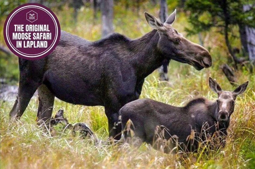 Moose Safari with Experienced Local Guide - Rovaniemi 2