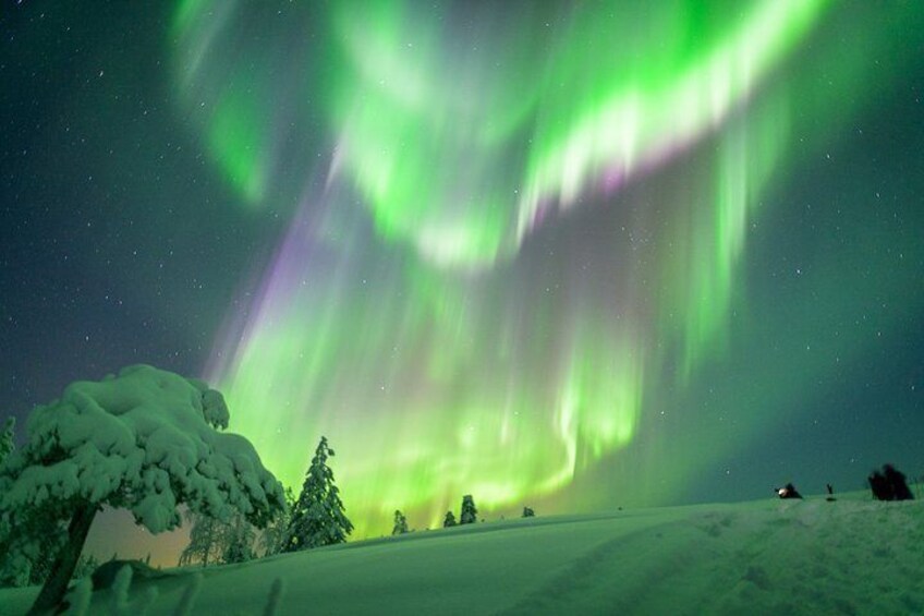 The Northern Lights over a snowy landscape with trees and a clear night sky. 1